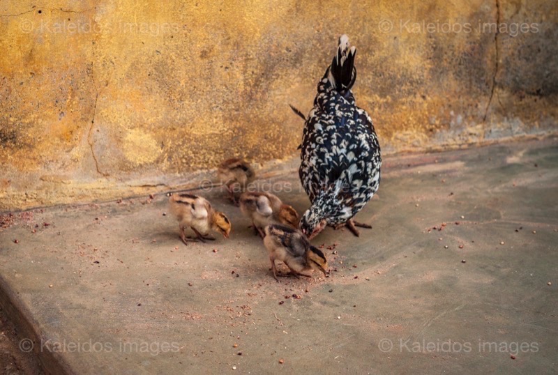 Africa;Benin;Chickens;Chicks;Gallus gallus domesticus;Hens;Kaleidos;Kaleidos images;La parole à l'image;Tarek Charara