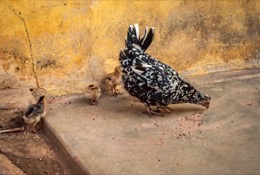 Africa;Benin;Chickens;Chicks;Gallus-gallus-domesticus;Hens;Kaleidos;Kaleidos-images;La-parole-à-limage;Tarek-Charara