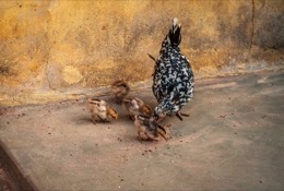 Africa;Benin;Chickens;Chicks;Gallus-gallus-domesticus;Hens;Kaleidos;Kaleidos-images;La-parole-à-limage;Tarek-Charara