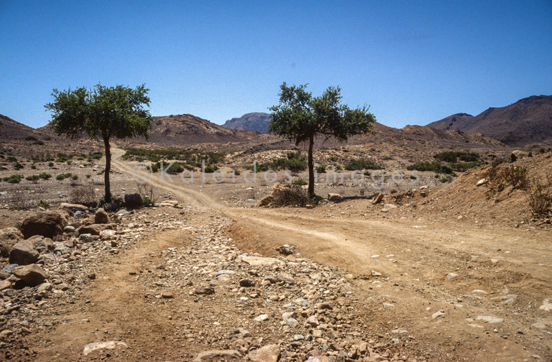 Acacia;Acacieae;Africa;Deserts;Djibouti;Kaleidos;Kaleidos images;Landscapes;Mimosoideae;Tarek Charara;Trees