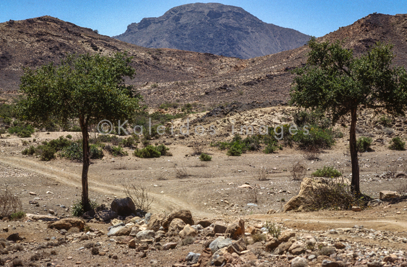 Acacia;Acacieae;Africa;Deserts;Djibouti;Kaleidos;Kaleidos images;Landscapes;Mimosoideae;Tarek Charara;Trees