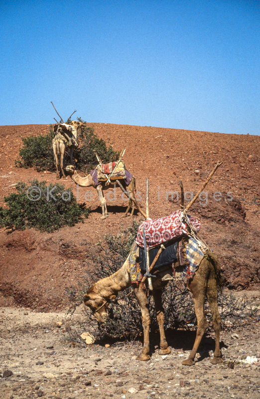 Africa;Caravans;Deserts;Djibouti;Dromedaries;Dromedary;Kaleidos;Kaleidos images;Tarek Charara