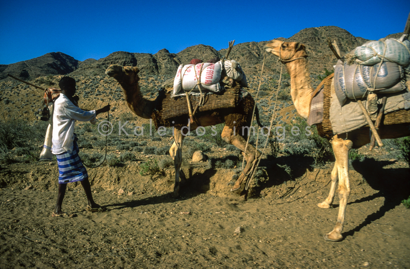 Africa;Caravans;Deserts;Djibouti;Dromedaries;Dromedary;Kaleidos;Kaleidos images;Man;Men;Tarek Charara