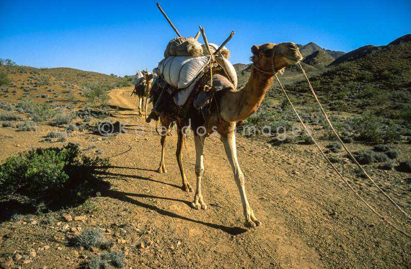 Africa;Caravans;Deserts;Djibouti;Dromedaries;Dromedary;Kaleidos;Kaleidos images;Man;Men;Tarek Charara