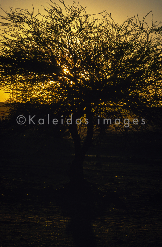 Acacia;Acacieae;Africa;Djibouti;Kaleidos;Kaleidos images;Sun set;Sunset;Tarek Charara;Twilight