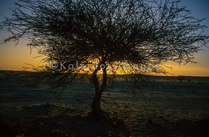 Acacia;Acacieae;Africa;Djibouti;Kaleidos;Kaleidos images;Sun set;Sunset;Tarek Charara;Twilight