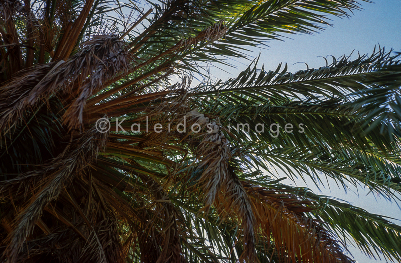 Africa;Arecaceae;Djibouti;Kaleidos;Kaleidos images;Oasis;Palm;Palm Grove;Palm Trees;Palmae;Tarek Charara