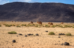Africa;Desert;Deserts;Djibouti;Dromedaries;Dromedary;Kaleidos;Kaleidos-images;Landscapes;Tarek-Charara