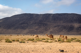 Africa;Desert;Deserts;Djibouti;Dromedaries;Dromedary;Kaleidos;Kaleidos-images;Landscapes;Tarek-Charara