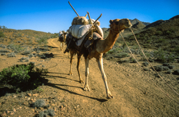Africa;Caravans;Deserts;Djibouti;Dromedaries;Dromedary;Kaleidos;Kaleidos-images;Man;Men;Tarek-Charara