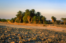 Africa;Deserts;Djibouti;Groves;Kaleidos;Kaleidos-images;Landscapes;Oasis;Palm;Palm-Groves;Palm-Trees;Tarek-Charara