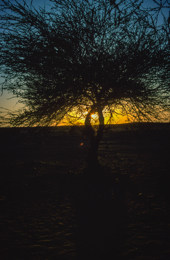 Acacia;Acacieae;Africa;Djibouti;Kaleidos;Kaleidos-images;Sun-set;Sunset;Tarek-Charara;Twilight