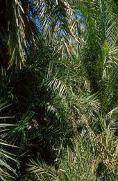 Africa;Arecaceae;Djibouti;Kaleidos;Kaleidos-images;Oasis;Palm;Palm-Grove;Palm-Trees;Palmae;Tarek-Charara