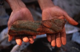Banisteriopsis-Caapi,Ayahuasca,TakiwasiBanisteriopsis-Caapi,Ayahuasca,Hervé-Merliac,Kaleidos-images