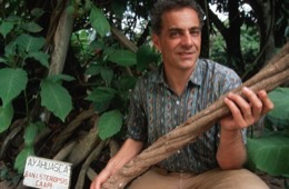 Banisteriopsis-Caapi,Ayahuasca,Hervé-Merliac,Kaleidos-images