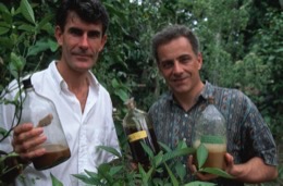 Banisteriopsis-Caapi,Ayahuasca,Hervé-Merliac,Kaleidos-images