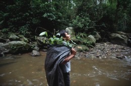 Banisteriopsis-Caapi,Ayahuasca,Hervé-Merliac,Kaleidos-images