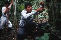 Banisteriopsis-Caapi,Ayahuasca,Hervé-Merliac,Kaleidos-images