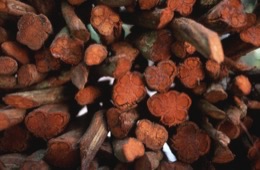 Banisteriopsis-Caapi,Ayahuasca,Hervé-Merliac,Kaleidos-images