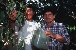 Banisteriopsis-Caapi,Ayahuasca,HervÃ©-Merliac,Kaleidos-images;La-parole-Ã -limage;Don-Guillermo-Arrevalo;Guillermo-Arrevalo