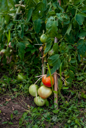 Fruits;Kaleidos;Kaleidos-images;Plantes;Plants;Potager;Solanum-lycopersicum;Tarek-Charara;Tomates;Tomatoes;Vegetable-garden;garden;kitchen-garden