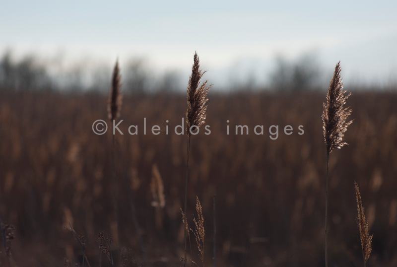 Common Reed;Kaleidos;Kaleidos images;Phragmites australis;Reed;Tarek Charara
