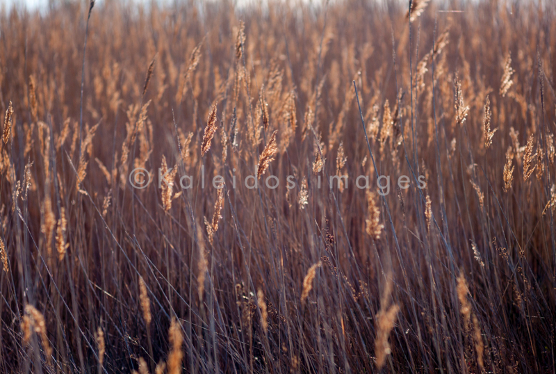 Common Reed;Kaleidos;Kaleidos images;Phragmites australis;Reed;Tarek Charara