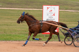 Domaine-de-Grosbois;Drivers;French-Trotters;Grosbois;Harness-racing;Horse;Horses;Kaleidos;Kaleidos-images;Marolles-en-Brie;Sulkies;Sulky;Tarek-Charara;Trot;Trotters;Trotting