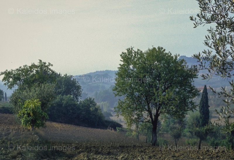 Désirée Sadek;Fields;Italy;Kaleidos images;La parole à l'image;Toscana;Trees