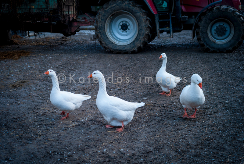 Farms;Geese;Goose;Kaleidos;Kaleidos images;Tarek Charara
