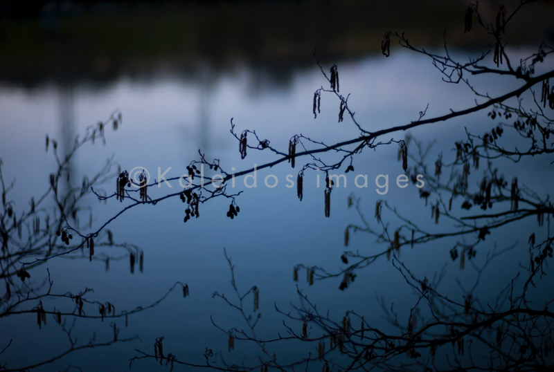 Branches;Evening;Kaleidos;Kaleidos images;Landscapes;Ponds;Tarek Charara;Twigs;Winter