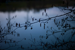 Branches;Evening;Kaleidos;Kaleidos-images;Landscapes;Ponds;Tarek-Charara;Twigs;Winter