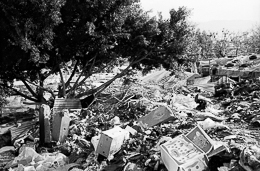 Filth;Garbage;Kaleidos-images;Palestinian-Refugees;Palestinians;Refugee-camps;Shanty-Towns;Shatila;Tarek-Charara;Trees;UNRWA;Waste