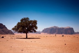 Deserts;La-parole-à-limage;Kaleidos-images;Landscapes;Rocks;Tarek-Charara;Trees
