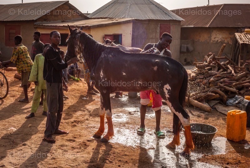 Africa;Benin;Cleaning;Danda;Horses;Kaleidos;Kaleidos images;La parole à l'image;Man;Men;Tarek Charara;Washing;Dongola