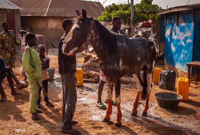 Africa;Benin;Cleaning;Danda;Horses;Kaleidos;Kaleidos images;La parole à l'image;Man;Men;Tarek Charara;Washing;Dongola