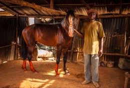 Africa;Benin;Danda;Horses;Kaleidos;Kaleidos-images;La-parole-à-limage;Man;Men;Rafiou-Owoni-Fari;Stables;Tarek-Charara