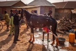 Africa;Benin;Cleaning;Danda;Horses;Kaleidos;Kaleidos-images;La-parole-à-limage;Man;Men;Tarek-Charara;Washing;Dongola