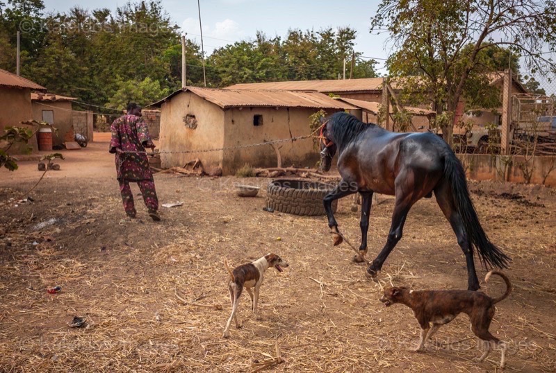 Africa;Benin;Danda;Horses;Kaleidos;Kaleidos images;La parole à l'image;Moussa Atta;Pehonko;Tarek Charara;Dongola