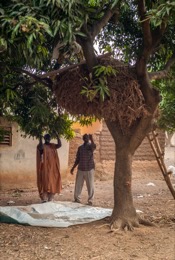 Africa;;Benin;Hay;Kaleidos;Kaleidos-images;La-parole-à-limage;Man;Men;Moussa-Atta;Tarek-Charara;Trees
