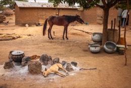 ;Dogs;Pehonko;Dongola