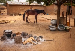 ;Dogs;Pehonko;Dongola