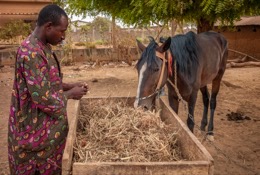 Africa;Benin;Danda;Horses;Kaleidos;Kaleidos-images;La-parole-Ã -limage;Moussa-Atta;Tarek-Charara;Pehonko;Dongola