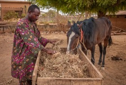 Africa;Benin;Danda;Horses;Kaleidos;Kaleidos-images;La-parole-Ã -limage;Moussa-Atta;Tarek-Charara;Pehonko;Dongola