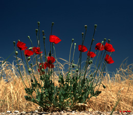 Beqaa - Baalbek - Hermel Governorate