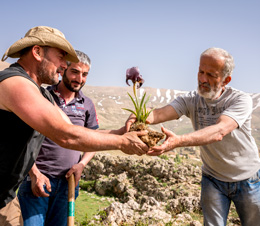 Saving the Iris Cedreti