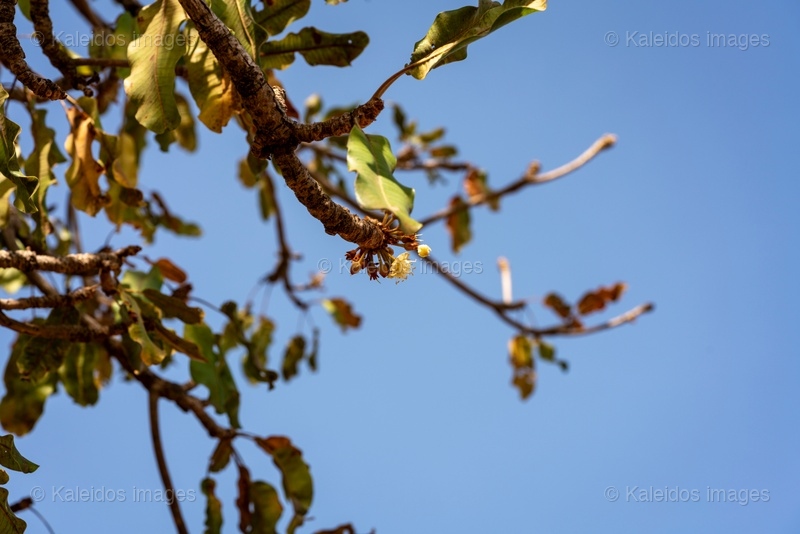 Africa;Agriculture;Benin;Botanical;Butyrospermum parkii;Documentary photography;Donga;Dry season;Flower;Flowering;Inflorescence;Kaleidos;Kaleidos images;La parole à l'image;Natural resource;Nature;Savanna tree;Shea butter;Shea tree;Stories & Pictures;Sub-Saharan Africa;Tarek Charara;Vitellaria paradoxa;West Africa;West African savanna