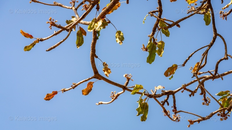 Africa;Agriculture;Benin;Botanical;Butyrospermum parkii;Documentary photography;Donga;Dry season;Flower;Flowering;Inflorescence;Kaleidos;Kaleidos images;La parole à l'image;Natural resource;Nature;Savanna tree;Shea butter;Shea tree;Stories & Pictures;Sub-Saharan Africa;Tarek Charara;Vitellaria paradoxa;West Africa;West African savanna