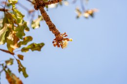 Afrique-de-lOuest;Afrique-subsaharienne;Agriculture;Arbre-de-savane;Bénin;Botanique;Beurre-de-karité;Butyrospermum-parkii;Donga;Fleur;Floraison;Inflorescence;Kaleidos;Kaleidos-images;Karité;La-parole-à-limage;Nature;Photographie-documentaire;Ressource-naturelle;Saison-sèche;Savane-ouest-africaine;Stories-Pictures;Tarek-Charara;Vitellaria-paradoxa