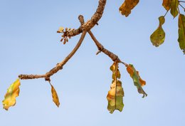 Afrique-de-lOuest;Afrique-subsaharienne;Agriculture;Arbre-de-savane;Bénin;Botanique;Beurre-de-karité;Butyrospermum-parkii;Donga;Fleur;Floraison;Inflorescence;Kaleidos;Kaleidos-images;Karité;La-parole-à-limage;Nature;Photographie-documentaire;Ressource-naturelle;Saison-sèche;Savane-ouest-africaine;Stories-Pictures;Tarek-Charara;Vitellaria-paradoxa